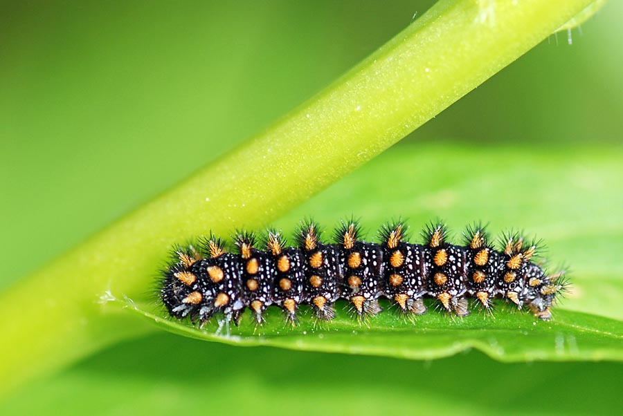 Bruco di Melitaea athalia?